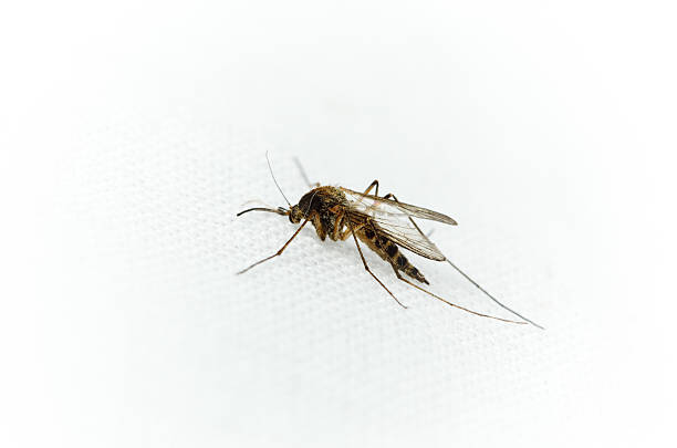 istock Culex pipiens, northern house Mosquito 104458668