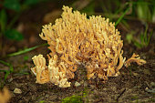 isolierte-coral-pilze-wachsen-in-national-forest.jpg?b=1&s=170x170&k=20&c=p96jzGx50kDWRzQ2ocl19KH9Qw34nHJj23V8ZBvKzGM=