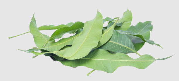 istock Green leaves of mango isolated on gray background, clipping path 1044597474