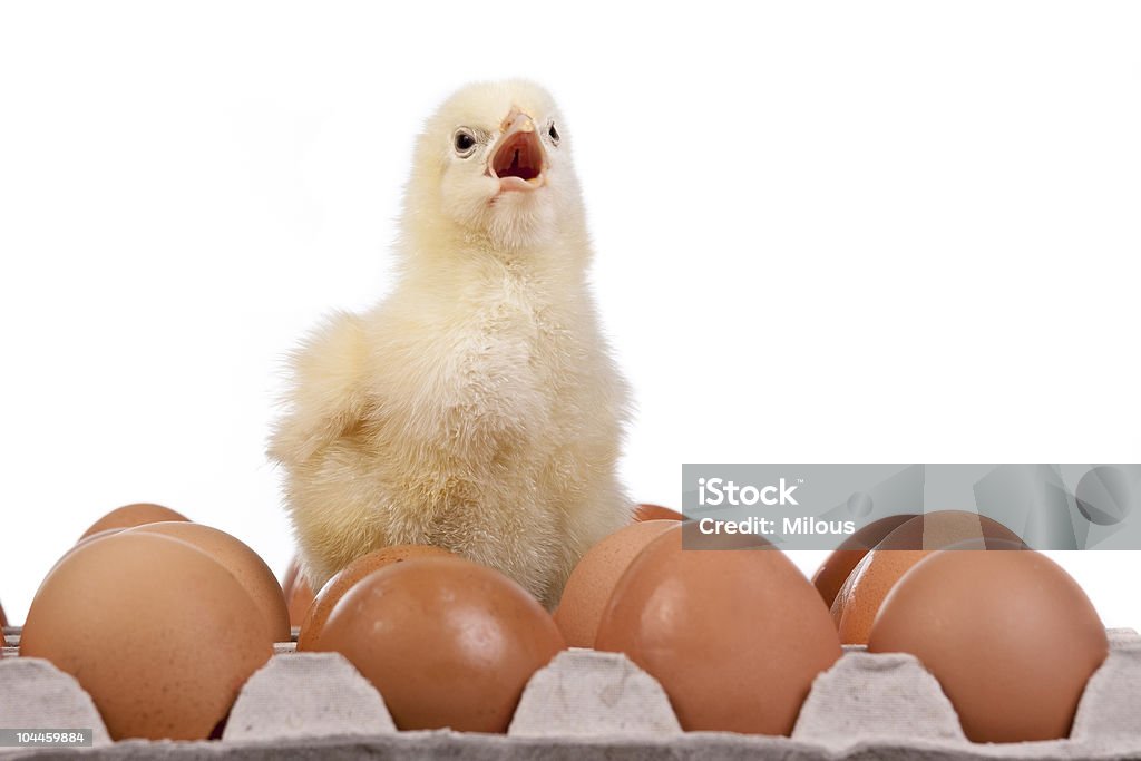 Bebê chick em ovos na Caixa de Ovos - Foto de stock de Amarelo royalty-free