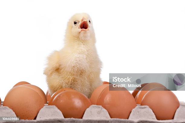 Foto de Bebê Chick Em Ovos Na Caixa De Ovos e mais fotos de stock de Amarelo - Amarelo, Animal, Animal doméstico