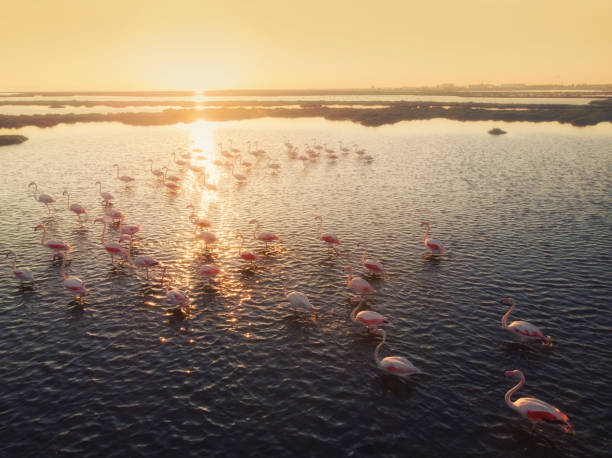 istock Flamingos in Wetland During Sunset 1044602000