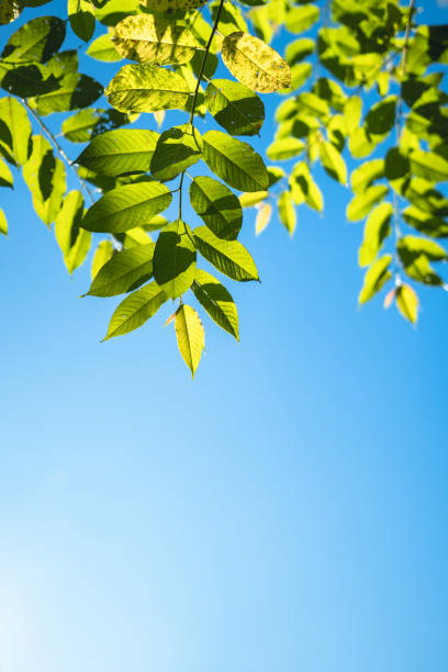 istock Leaves and sky Morning nature background 1044602028
