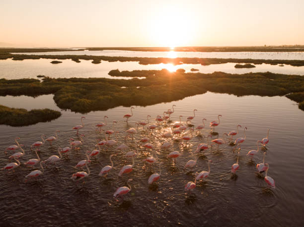 istock Flamingos in Wetland During Sunset 1044602096