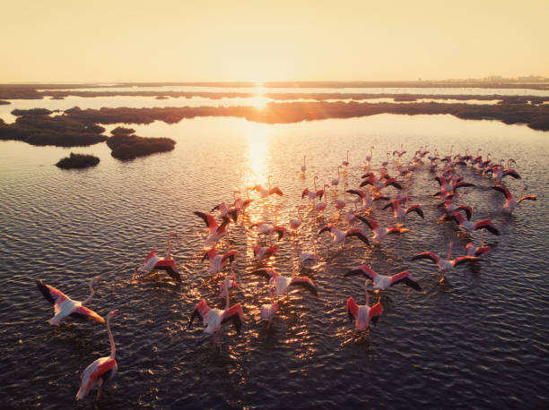 istock Flamingos in Wetland During Sunset 1044602098