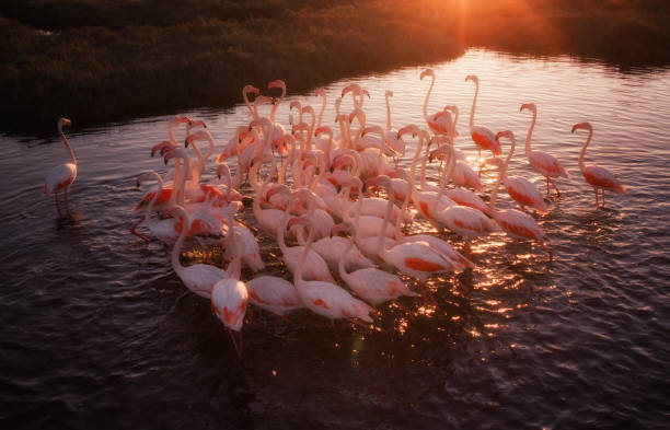 istock Flamingos in Wetland During Sunset 1044602104