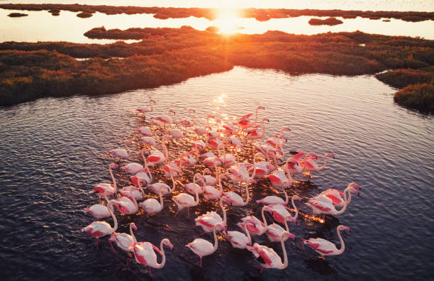istock Flamingos in Wetland During Sunset 1044602108