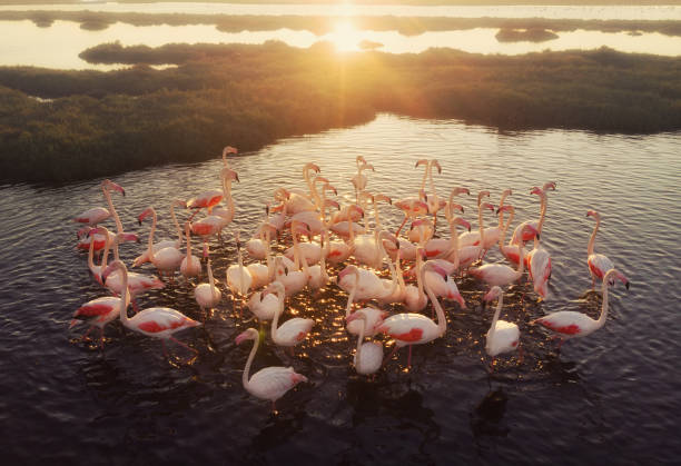 istock Flamingos in Wetland During Sunset 1044602110