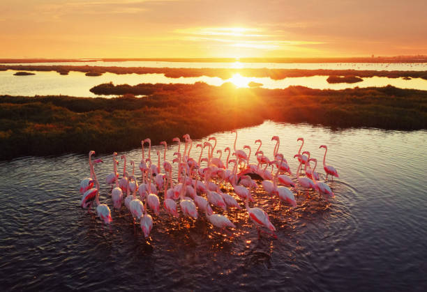 flamingos im feuchtgebiet bei sonnenuntergang - farbsättigung fotos stock-fotos und bilder