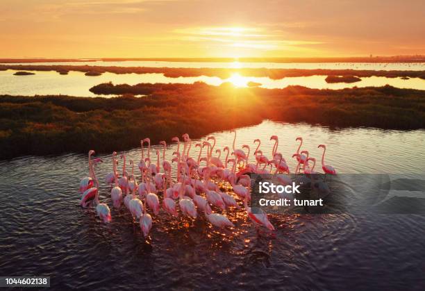 Flamingos In Wetland During Sunset Stock Photo - Download Image Now - Flamingo, Animal Wildlife, Nature