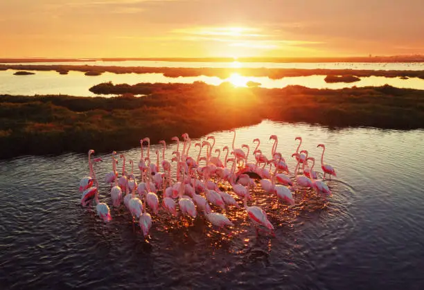 Photo of Flamingos in Wetland During Sunset