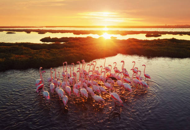 стокові фото, фото роялті-фрі та зображення на тему фламінго в водно-болотних угідь під час заходу сонця - тварини в дикій природі