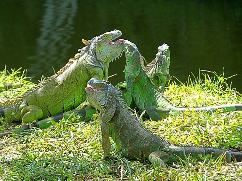 Green Iguana (Iguana iguana) resting on the branches