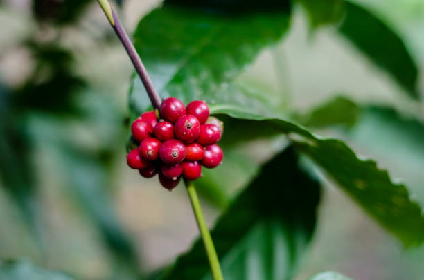 istock Ripe coffee beans on the branch 1044604980