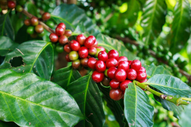 istock Close up of coffee bean in farm 1044610686