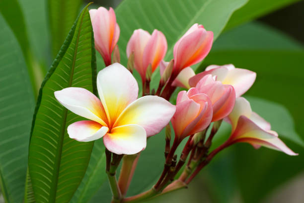 istock Plumeria or frangipani flower 1044610766