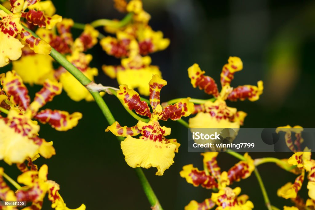 Foto de Pequena Flor De Orquídea Amarela e mais fotos de stock de Amarelo -  Amarelo, Beleza, Cabeça da flor - iStock