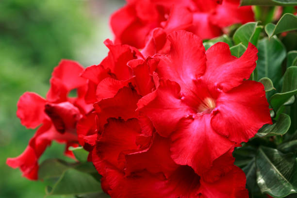 istock Red Adenium flower or Desert rose 1044611254