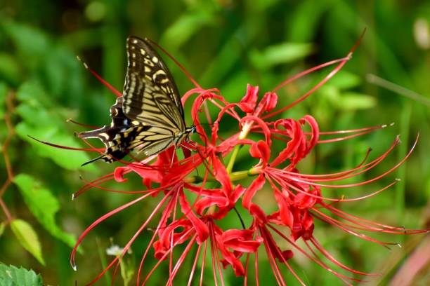 Spider Lily Flowers and Butterfly Spider lily, also called Hurricane lily and Surprise lily, is a perennial bulb that blooms in September. Spider lily is called Autumn Equinox Flower in Japan, because it normally blooms around the Autumn Equinox.
The butterfly is papilio machaon, a species of swallowtail butterfly. asian swallowtail butterfly photos stock pictures, royalty-free photos & images