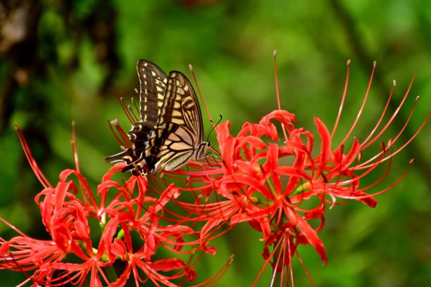 Spider Lily Flowers and Butterfly Spider lily, also called Hurricane lily and Surprise lily, is a perennial bulb that blooms in September. Spider lily is called Autumn Equinox Flower in Japan, because it normally blooms around the Autumn Equinox.
The butterfly is papilio machaon, a species of swallowtail butterfly. asian swallowtail butterfly photos stock pictures, royalty-free photos & images