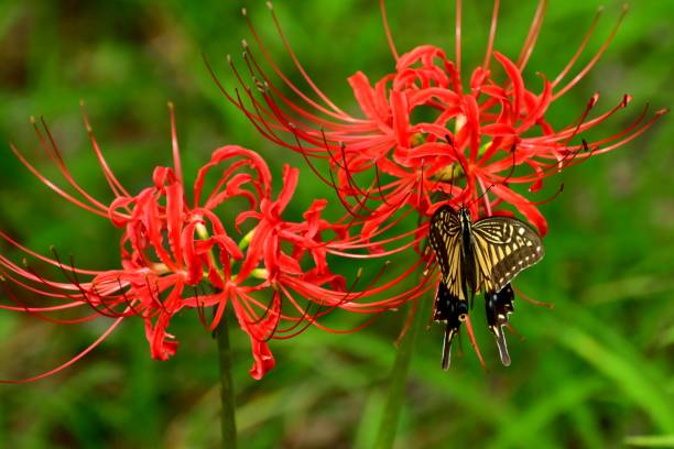 Spider Lily Flowers and Butterfly Spider lily, also called Hurricane lily and Surprise lily, is a perennial bulb that blooms in September. Spider lily is called Autumn Equinox Flower in Japan, because it normally blooms around the Autumn Equinox.
The butterfly is papilio machaon, a species of swallowtail butterfly. asian swallowtail butterfly photos stock pictures, royalty-free photos & images