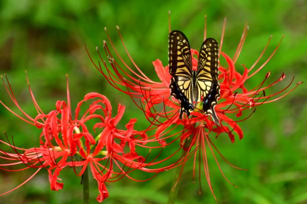 Spider Lily Flowers and Butterfly Spider lily, also called Hurricane lily and Surprise lily, is a perennial bulb that blooms in September. Spider lily is called Autumn Equinox Flower in Japan, because it normally blooms around the Autumn Equinox.
The butterfly is papilio machaon, a species of swallowtail butterfly. asian swallowtail butterfly photos stock pictures, royalty-free photos & images