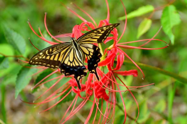 istock Spider Lily Flowers and Butterfly 1044617228