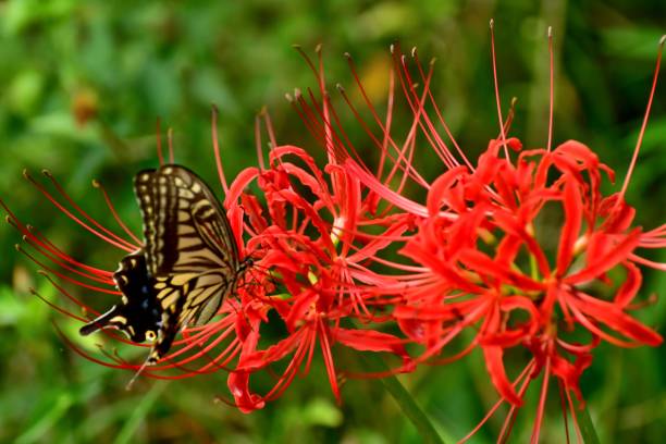 Spider Lily Flowers and Butterfly Spider lily, also called Hurricane lily and Surprise lily, is a perennial bulb that blooms in September. Spider lily is called Autumn Equinox Flower in Japan, because it normally blooms around the Autumn Equinox.
The butterfly is papilio machaon, a species of swallowtail butterfly. asian swallowtail butterfly photos stock pictures, royalty-free photos & images