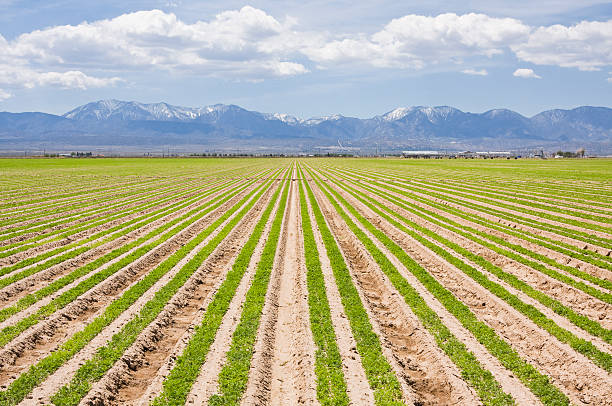 istock Southern California Farm 104461745