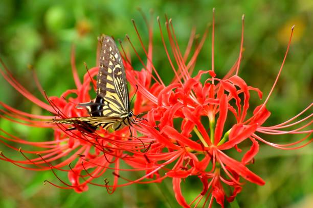 Spider Lily Flowers and Butterfly Spider lily, also called Hurricane lily and Surprise lily, is a perennial bulb that blooms in September. Spider lily is called Autumn Equinox Flower in Japan, because it normally blooms around the Autumn Equinox.
The butterfly is papilio machaon, a species of swallowtail butterfly. asian swallowtail butterfly photos stock pictures, royalty-free photos & images