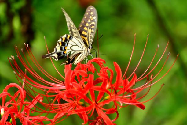 Spider Lily Flowers and Butterfly Spider lily, also called Hurricane lily and Surprise lily, is a perennial bulb that blooms in September. Spider lily is called Autumn Equinox Flower in Japan, because it normally blooms around the Autumn Equinox.
The butterfly is papilio machaon, a species of swallowtail butterfly. asian swallowtail butterfly photos stock pictures, royalty-free photos & images