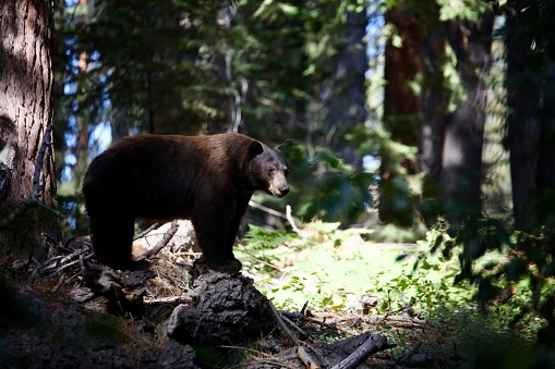 URSUS AMERICANUS, In CA, Black Bears are mostly brown. At birth, cubs have no fur, and survive completely off the warmth of their mothers. Cubs stay with their mother for 17 months.