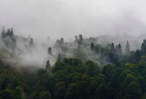 Mist in Forest, Black Sea, Turkey