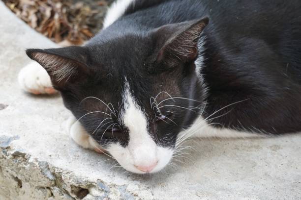 istock cute black cat sleep on cement floor 1044618034