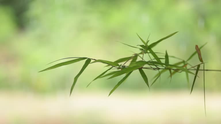 Bamboo Leaves With Backlit