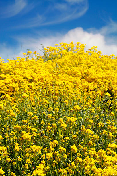 Paisagem com flores amarelas - fotografia de stock