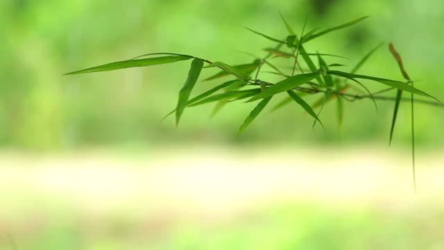 Bamboo Leaves With Backlit