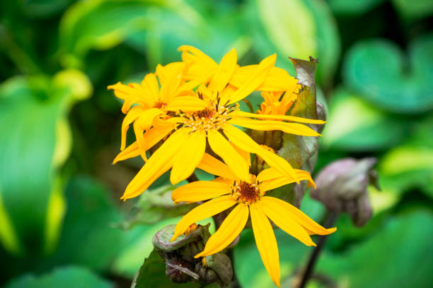 istock Flower Ligularia dentata orthello 1044624280