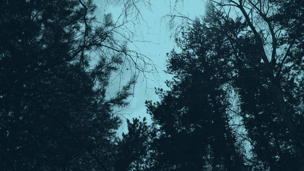 istock Tops of tree pine in sky with clouds. 1044626938