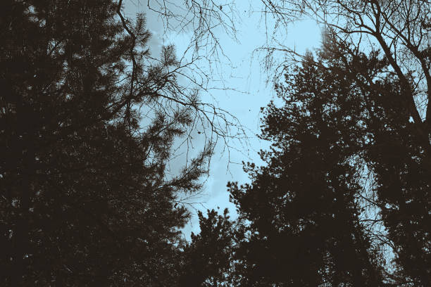 istock Tops of tree pine in sky with clouds. 1044626954
