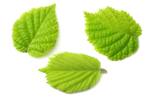istock hazelnut leaves isolated on white background. top view 1044631822