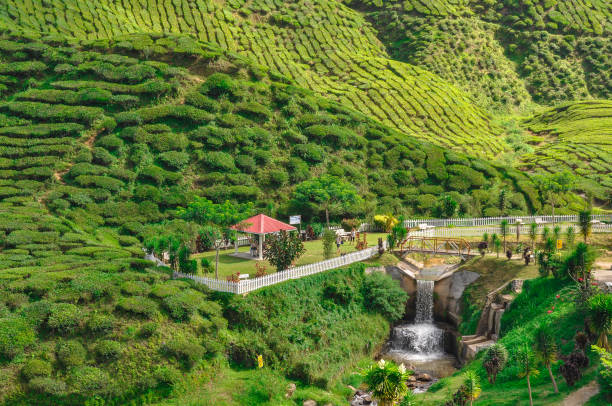 istock Cameron valley tea in Malaysia 1044634050