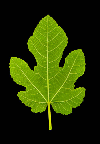 istock isolated close up green fig leaf on black 1044634488