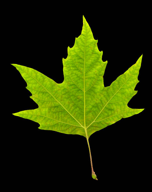 istock isolated close up green oak leaf on black 1044634532