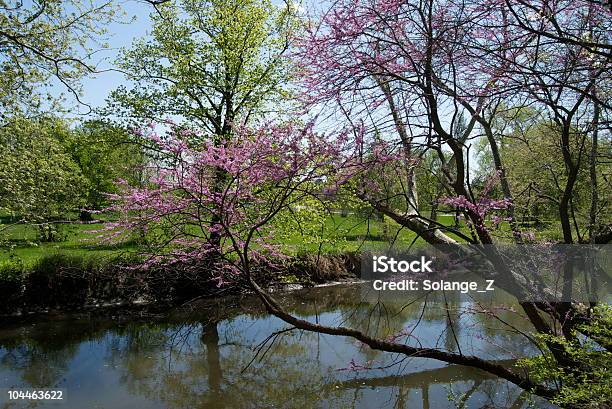 Spring In Bloom Stock Photo - Download Image Now - Flower, Landscape - Scenery, Morton Arboretum