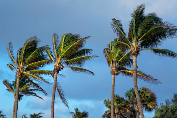 istock Close up trees in a row over windy cloudy sky 1044637380