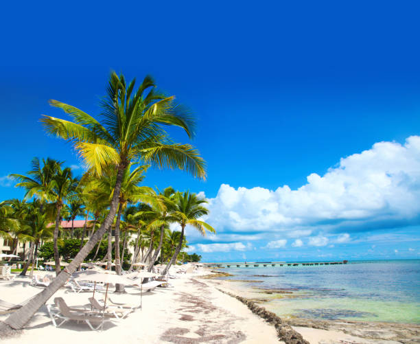istock KeyWest Florida Beautiful Beach Palm Tree 1044639738