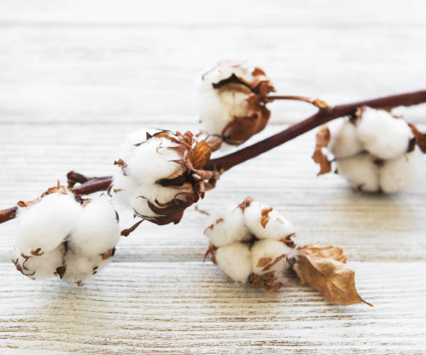 istock white cotton flowers 1044639778