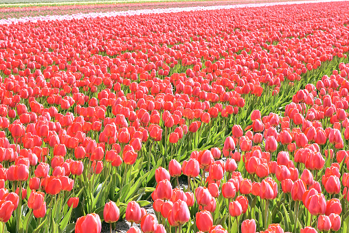 Tulip garden with red tulips blooming in Germany in the spring.