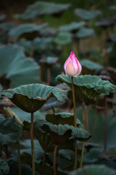 The bud of a lotus flower.Background is the lotus leaf and lotus flower and lotus bud and tree.Shooting location is the Sankeien in Yokohama, Kanagawa Prefecture Japan.